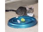 Adopt Tinker a Gray, Blue or Silver Tabby Domestic Shorthair (short coat) cat in