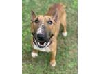 Adopt Swiss Cheese a Brown/Chocolate Bull Terrier / Mixed dog in Longview
