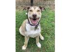 Adopt Walter a Tan/Yellow/Fawn Shepherd (Unknown Type) / Mixed dog in Longview