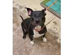 Adopt Mable a Black Mixed Breed (Large) / Mixed dog in Green Cove Springs