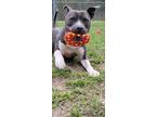 Adopt Flash a Merle Mixed Breed (Medium) / Mixed Breed (Medium) / Mixed (short