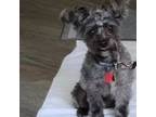 Mutt Puppy for sale in Margate, FL, USA