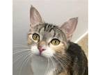 Adopt Olivia a Domestic Shorthair / Mixed (short coat) cat in Skokie