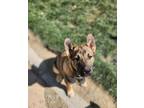 Adopt Bogart a Red/Golden/Orange/Chestnut Belgian Malinois / Mixed dog in