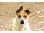 Adopt BABKA a Cattle Dog / Mixed dog in Scottsdale, AZ (41412080)