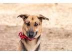 Adopt Whisper a Black - with Tan, Yellow or Fawn German Shepherd Dog / Mixed dog