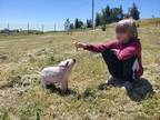 Adopt Piglet a Pig (Farm) farm-type animal in Temecula, CA (41412077)