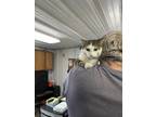 Adopt Walter a Gray or Blue (Mostly) Domestic Shorthair / Mixed (short coat) cat