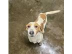 Adopt Hunter a Tan/Yellow/Fawn - with White Hound (Unknown Type) / Mixed dog in