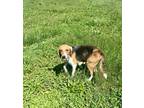 Adopt Huntress a Tricolor (Tan/Brown & Black & White) Hound (Unknown Type) /