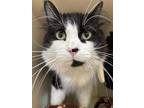 Adopt Oberon a All Black Domestic Mediumhair / Domestic Shorthair / Mixed cat in