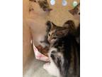 Adopt Coca Cola a Gray or Blue Domestic Shorthair / Domestic Shorthair / Mixed