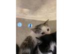 Adopt Fanta a Gray or Blue Domestic Shorthair / Domestic Shorthair / Mixed cat