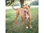 Adopt Bruno a Brindle American Pit Bull Terrier / Mixed Breed (Medium) / Mixed