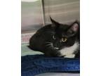 Adopt Maya a All Black Domestic Shorthair / Mixed Breed (Medium) / Mixed (short