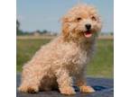 Maltipoo Puppy for sale in New Haven, IN, USA