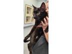 Adopt Rachel a All Black Domestic Shorthair / Domestic Shorthair / Mixed cat in