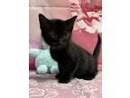 Adopt Cleric a All Black Domestic Shorthair / Domestic Shorthair / Mixed cat in