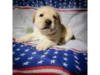 Labrador Retriever Puppy for sale in Holyoke, MA, USA