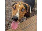 Adopt Mary Jane a Tricolor (Tan/Brown & Black & White) Hound (Unknown Type) /