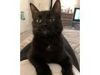 Adopt B.B. a Black (Mostly) Domestic Mediumhair / Mixed (medium coat) cat in