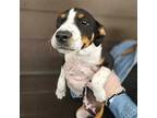 Adopt Wrigley a Mixed Breed (Medium) / Mixed dog in Rancho Santa Fe