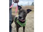 Adopt Sadie a Brindle Mixed Breed (Medium) / Mixed dog in Barre, VT (41412081)