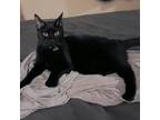 Adopt Dante a All Black Bombay / Mixed (medium coat) cat in Colorado Springs