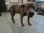 Adopt Bruno Mars a Brindle Pit Bull Terrier dog in Weatherford, TX (41412061)