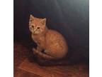 Adopt Tiger a Orange or Red Tabby Domestic Shorthair (short coat) cat in