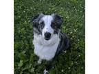 Adopt Nova a Merle Australian Shepherd / Mixed dog in Knoxville, TN (41412053)