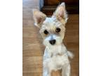 Adopt Ollie a White - with Red, Golden, Orange or Chestnut Morkie / Mixed dog in