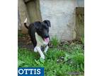 Adopt Ottis a Black - with White Jack Russell Terrier / Mixed dog in East