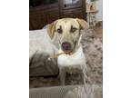 Adopt Roamie a Tan/Yellow/Fawn - with White Labrador Retriever / American Pit