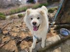 Adopt Tangi a White Samoyed / American Eskimo Dog / Mixed dog in Port Coquitlam