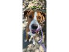 Adopt Ryder a Hound (Unknown Type) / Mixed dog in Raleigh, NC (41411922)