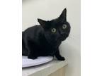 Adopt Spook a Domestic Shorthair / Mixed cat in Cornwall, ON (41395770)