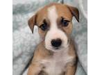 Adopt Havanna a Tricolor (Tan/Brown & Black & White) Pit Bull Terrier / American