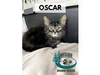Adopt Oscar a Gray, Blue or Silver Tabby Domestic Longhair (long coat) cat in