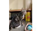 Adopt Hadleigh a Brown Tabby Domestic Shorthair / Mixed Breed (Medium) / Mixed