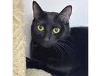 Adopt Baabaa a All Black Domestic Shorthair / Domestic Shorthair / Mixed cat in
