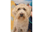Adopt Knox a Tan/Yellow/Fawn Poodle (Standard) / Mixed dog in Twin Falls