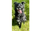 Adopt Elsie a Black Border Collie / Mixed dog in Raymore, MO (41403394)