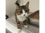 Adopt Speckle a Brown or Chocolate Domestic Shorthair / Domestic Shorthair /