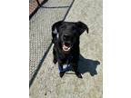 Adopt Peanut a Black Golden Retriever / Shepherd (Unknown Type) / Mixed dog in