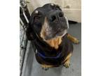 Adopt Roxie a Black Rottweiler / Mixed dog in Andalusia, AL (41411460)