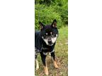 Adopt Akuma a Black Shiba Inu / Mixed dog in Andalusia, AL (41141983)
