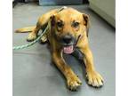 Adopt Leap a Brown/Chocolate Black Mouth Cur / Mixed Breed (Medium) / Mixed