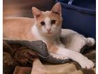 Adopt Nutter Butter a Tan or Fawn Domestic Shorthair / Domestic Shorthair /