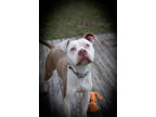 Adopt Zeke a Tan/Yellow/Fawn American Pit Bull Terrier / Mixed dog in Atlanta